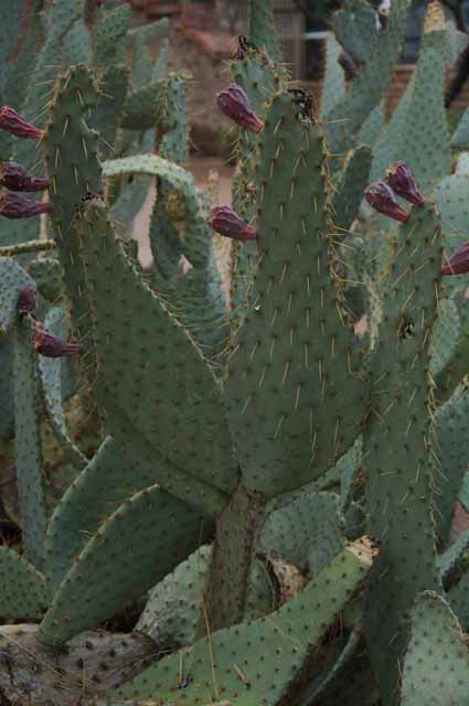 prickly pear cactus